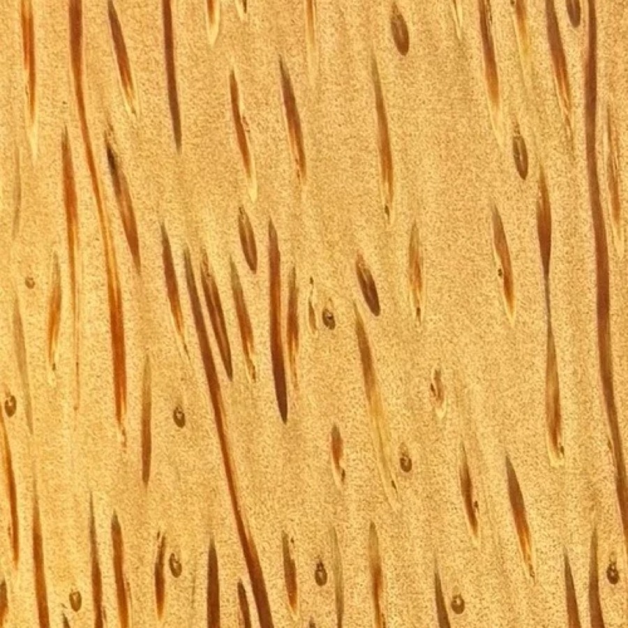 Heartwood color detail of Coconut (Cocos nucifera)