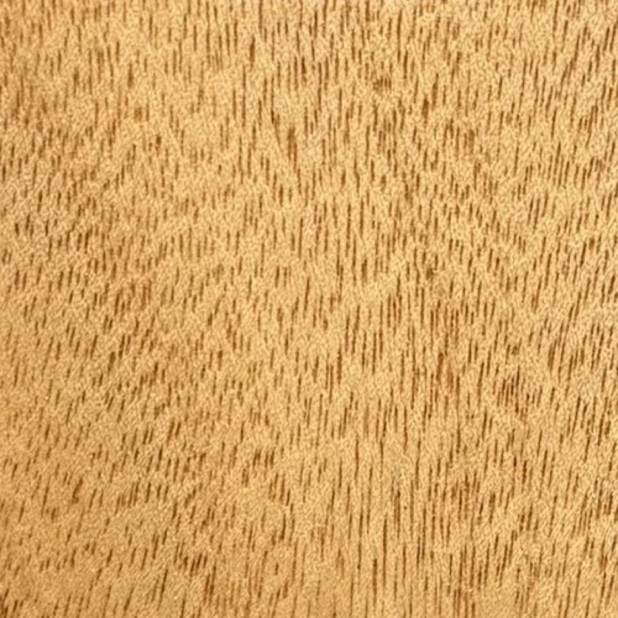 Heartwood color detail of Queensland Maple (Flindersia brayleyana)